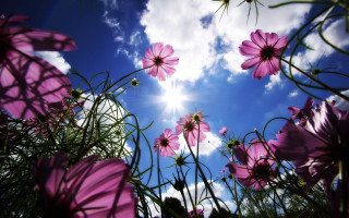 Pink flowers sun clouds blue 2 - the sky above them free wallpaper