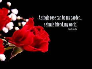 Single rose garden friend - a single rose free wallpaper