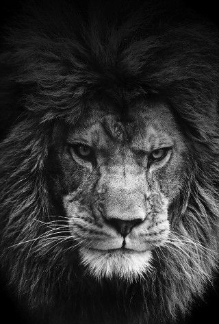 Lion face black white background 2 - daniel lieske free wallpaper for mobile