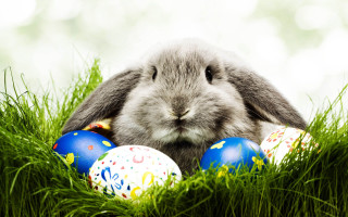 Rabbit sitting grass eggs mouth - art informel free wallpaper