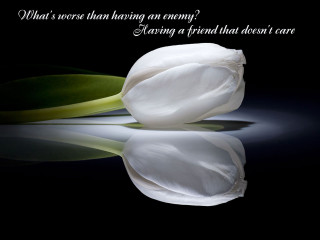 White flower quote on it - a friend free wallpaper