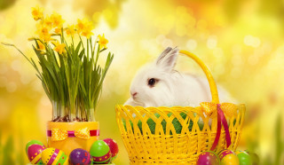White rabbit basket eggs flowers - a white rabbit free wallpaper