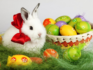 White bunny basket eggs grass - egg free wallpaper