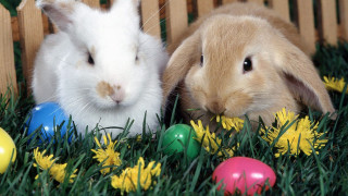 Rabbits grass flowers eggs basket 2 - two rabbit free wallpaper
