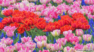 Colorful flowers blue border red - colorful flower free wallpaper