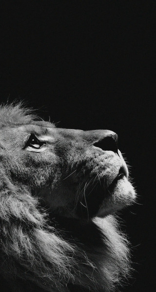 Lion looking up dark sky - visible free wallpaper for mobile