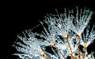 Dandelion close up water droplets - a close up of a dandelion free wallpaper