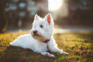 White dog grass red collar - esther blaikie mackinnon free wallpaper