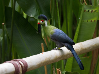 Bird branch tree green leaves 3 - a red eye free wallpaper