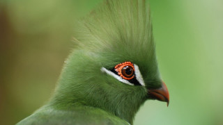 Green bird red eye long - a red eye free wallpaper