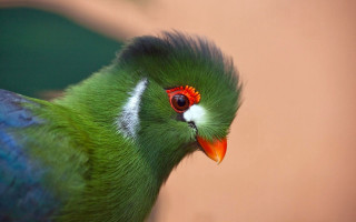 Green bird red eye white - a red eye free wallpaper