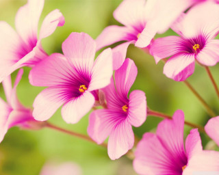 Pink flowers green background blurry - elizabeth durack free wallpaper