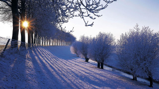 Snowy path trees fence sunset - florence engelbach free wallpaper