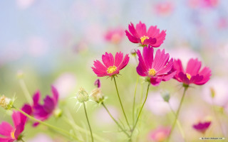 Pink flowers grass sky background - chang daichien free wallpaper