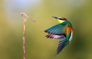 Colorful bird flying plant green - a green background free wallpaper