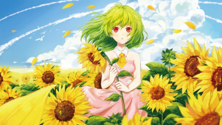 Girl field sunflowers blue sky - a white cloud free wallpaper