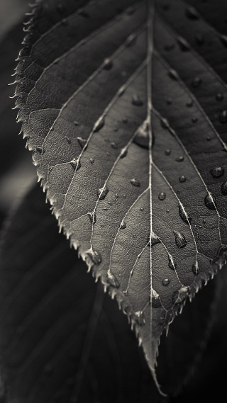 Leaf water drops black white - free rain wallpaper for mobile