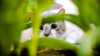 Cat peeking plants leaves nature - sharp focus free wallpaper
