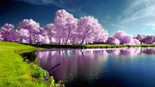 Lake trees bloom blue sky 2 - bloom free wallpaper