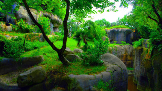 Lush green forest trees rocks 2 - center free wallpaper