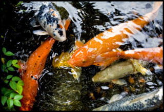 Fish swimming pond water plants - free sports wallpaper for desktop