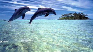 Dolphins jumping water island ocean - two dolphin free wallpaper