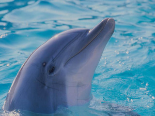 Dolphin swimming pool water mouth - donald roller wilson free wallpaper