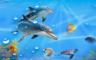 Dolphins swimming ocean fish turtle - the water behind them free wallpaper