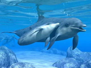 Dolphin swimming ocean rocks water - a fish swimming free wallpaper