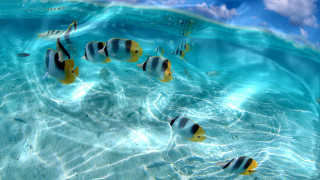 Fish swimming clear blue ocean - surrealism free wallpaper