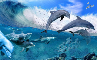 Dolphins swimming ocean wave bird - above them free wallpaper for desktop