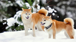 Two dogs snow mouths open - two dog free wallpaper