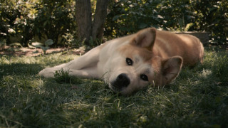 Dog laying grass head ground - movie still free wallpaper
