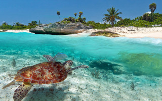 Turtle swimming ocean sandy beach - sandy free wallpaper for desktop