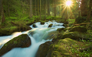 Stream lush forest sunlight trees - nature free wallpaper