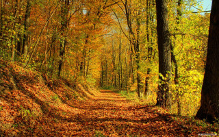 Dirt road fall trees leaves 7 - the fall season free wallpaper