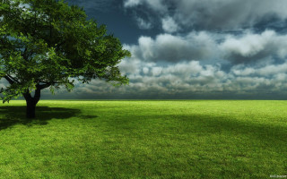 Tree field cloudy sky green 4 - grass and trees free wallpaper