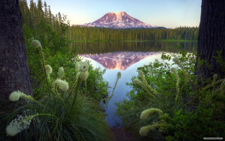 Mountain lake reflection trees grass - a few white flower free wallpaper