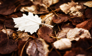 Leaf forest floor autumn blur - brown free wallpaper