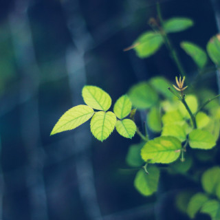 Leafy plant blue butterfly bokeh - free nature wallpaper for tablet