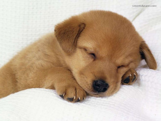 Puppy sleeping white blanket owner - a puppy free wallpaper