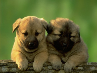 Two puppies sitting on log - the camera and the other free wallpaper