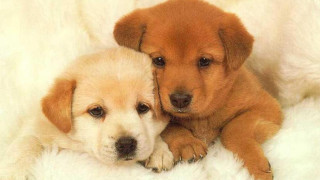 Two puppies laying white blanket - the other free wallpaper