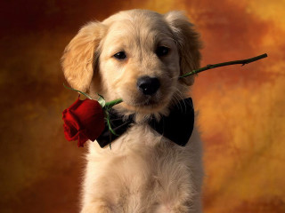 Puppy rose bowtie mouth cute 2 - a golden background free wallpaper