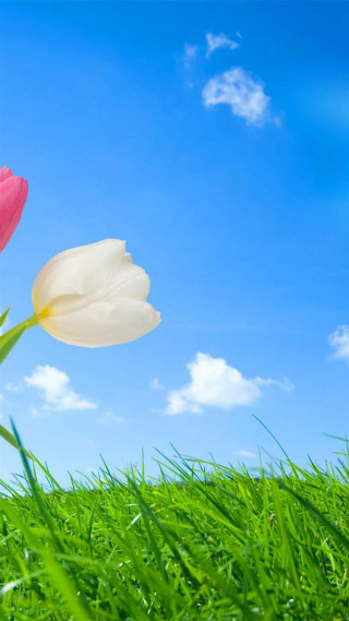 Tulips grass blue sky clouds - dirck van der lisse free wallpaper for mobile