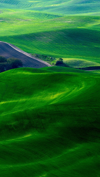 Green field lone tree impressionist - free landscape wallpaper for mobile