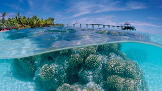 Coral reef pier ocean blue - a blue sky background free wallpaper