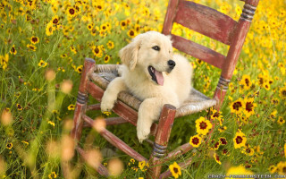 Dog chair field flowers tongue 2 - a wooden frame free wallpaper