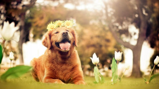 Dog flower crown grass flowers 2 - a flower crown free wallpaper
