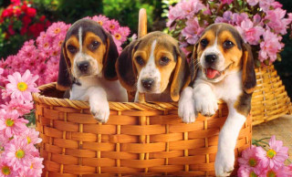 Beagles basket pink flowers foreground - daphne mcclure free wallpaper